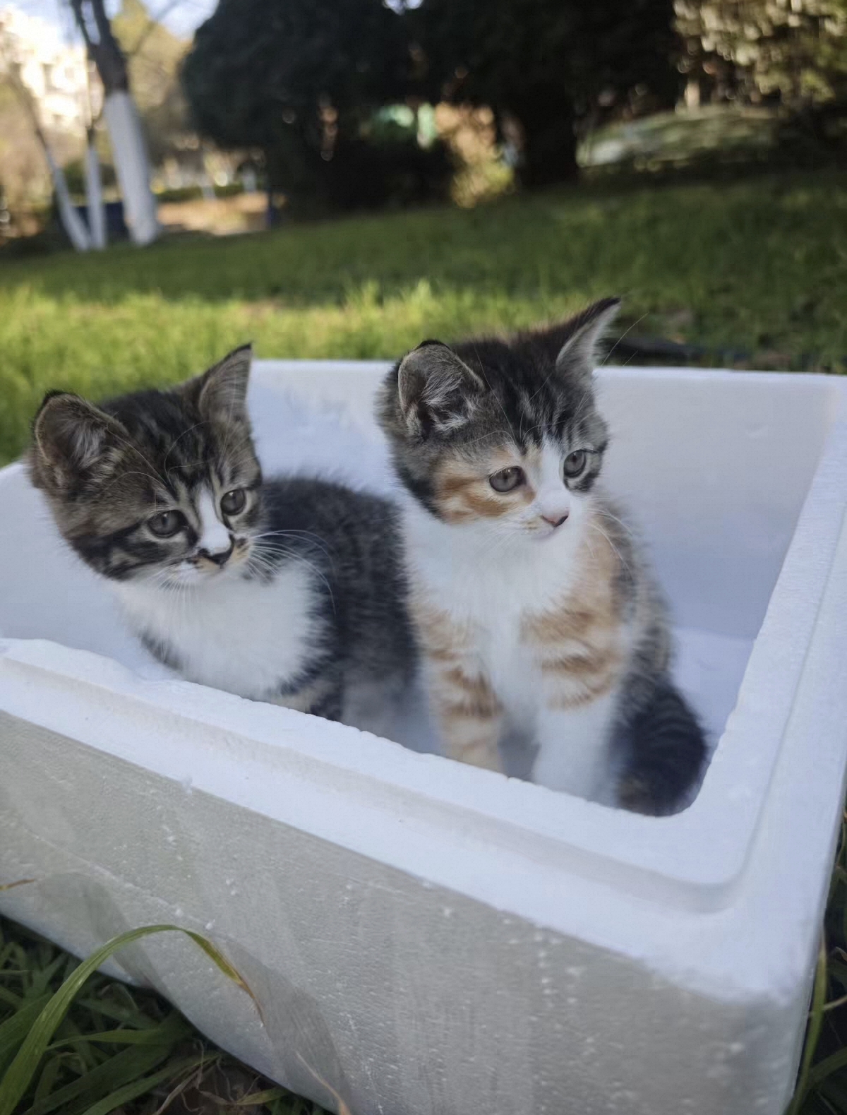 中华田园猫 三花猫 小虎斑猫 花纹清晰,对称 虎头虎脑的很可爱胖乎乎的